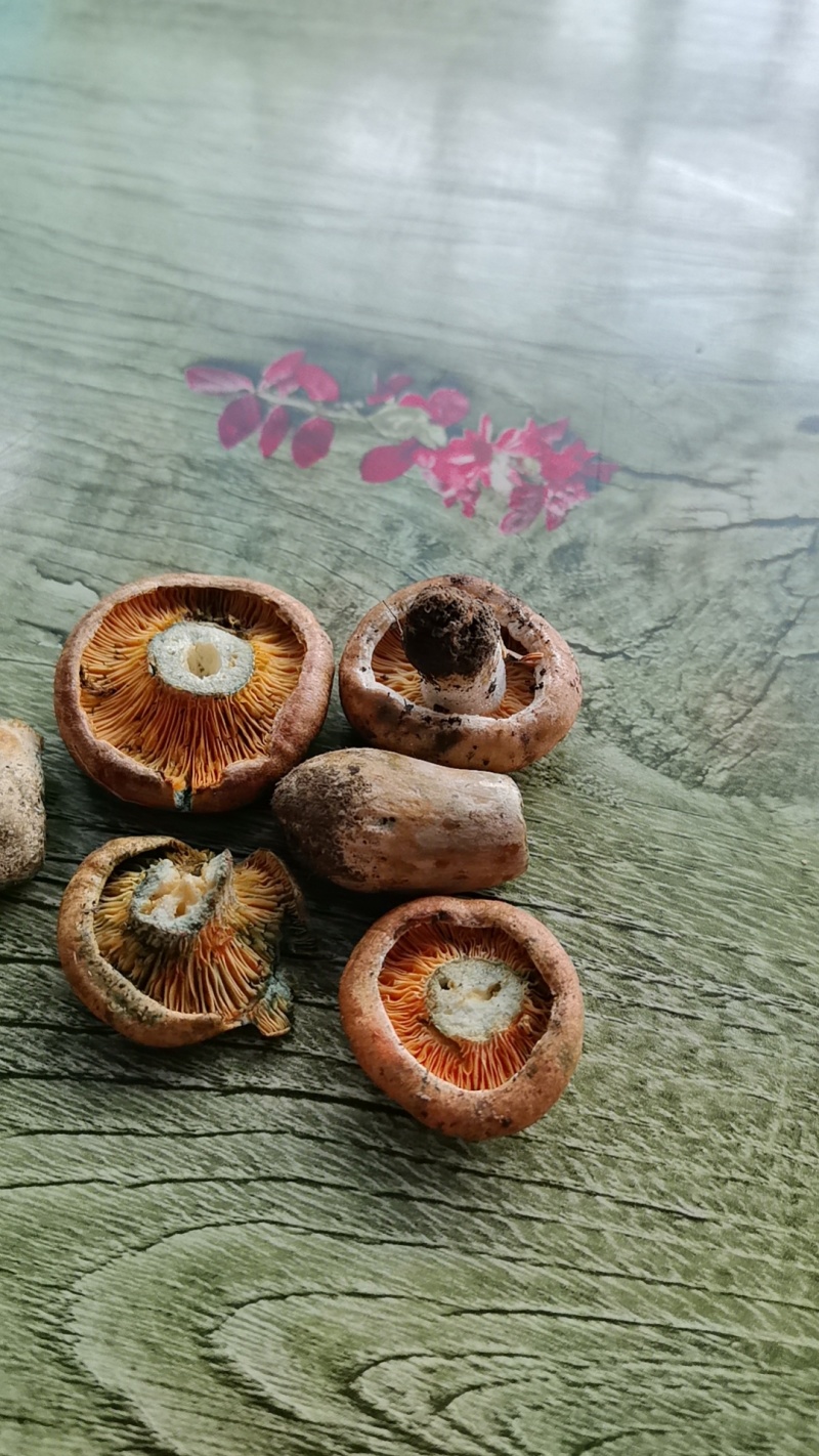 高原菌100就发
