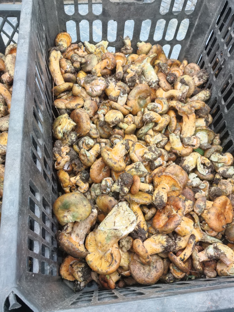 高原菌100就发