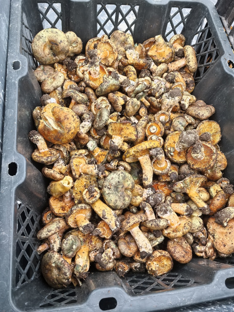 高原菌100就发