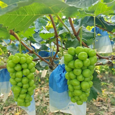 阳光玫瑰葡萄，颗大15克+，味甜糖度15+，精品，30万斤+