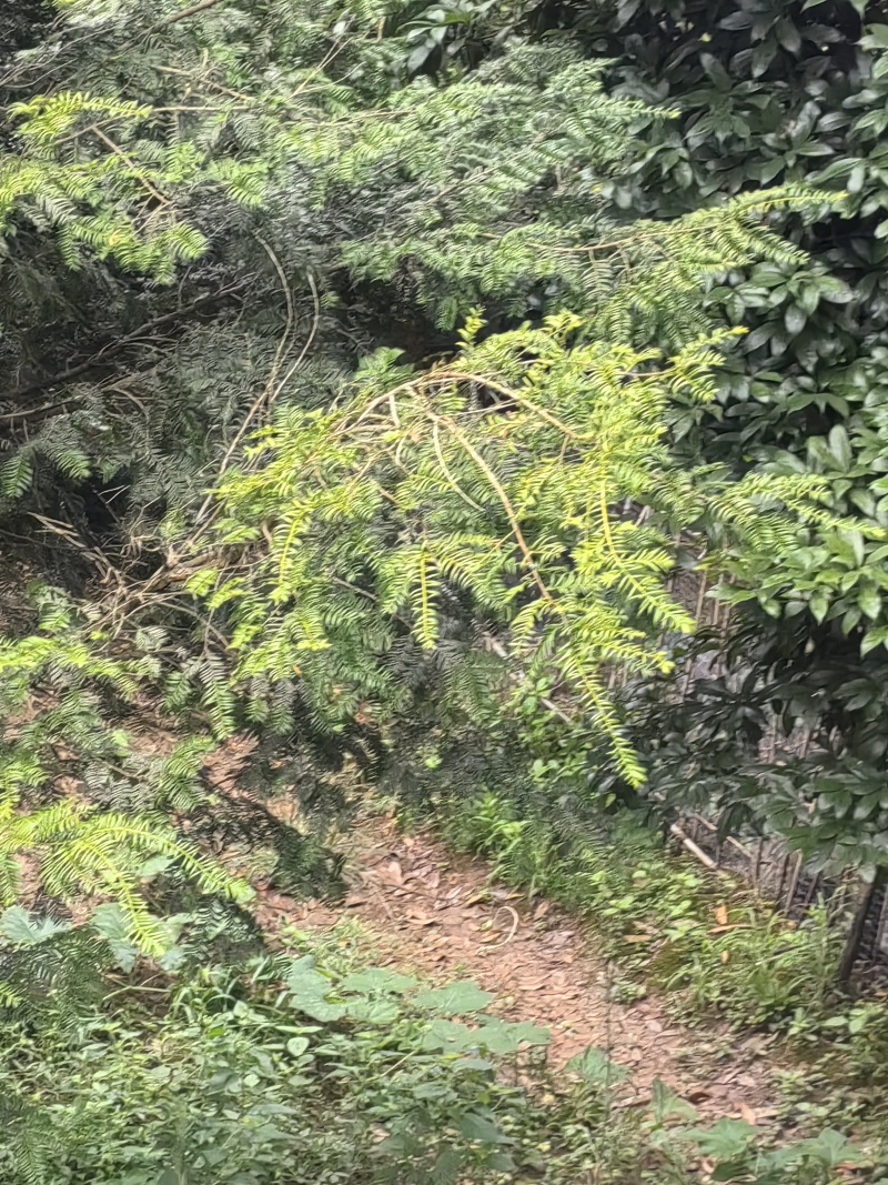 红豆杉树枝