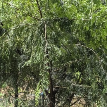 红豆杉树枝
