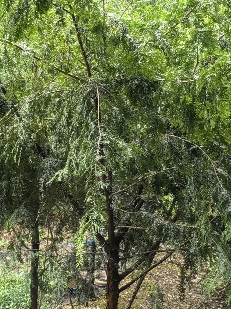 红豆杉树枝