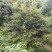 红豆杉树枝