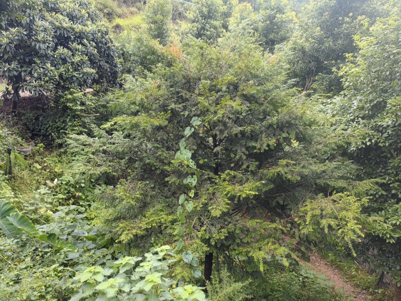 红豆杉树枝
