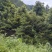 红豆杉树枝