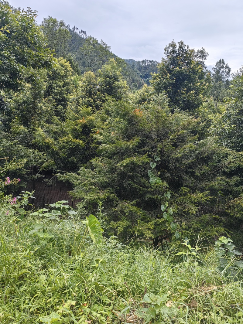 红豆杉树枝