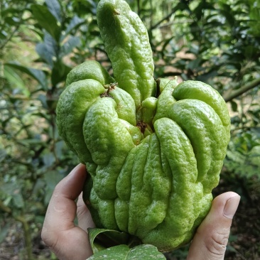 佛手果
