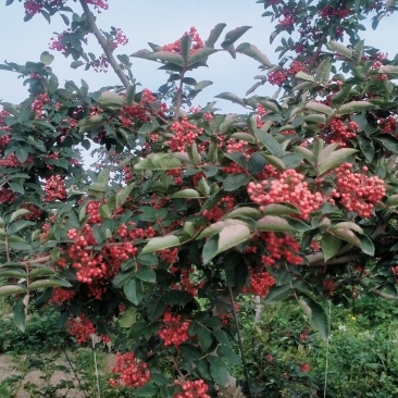 花椒