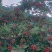 花椒