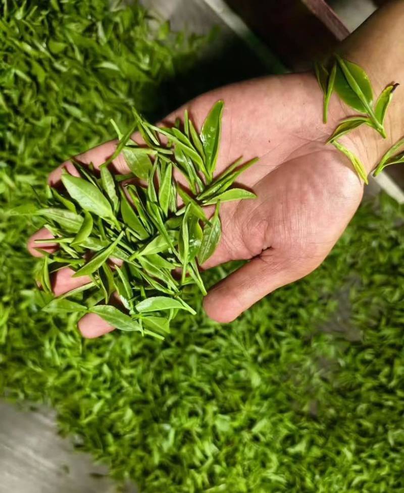 白茶