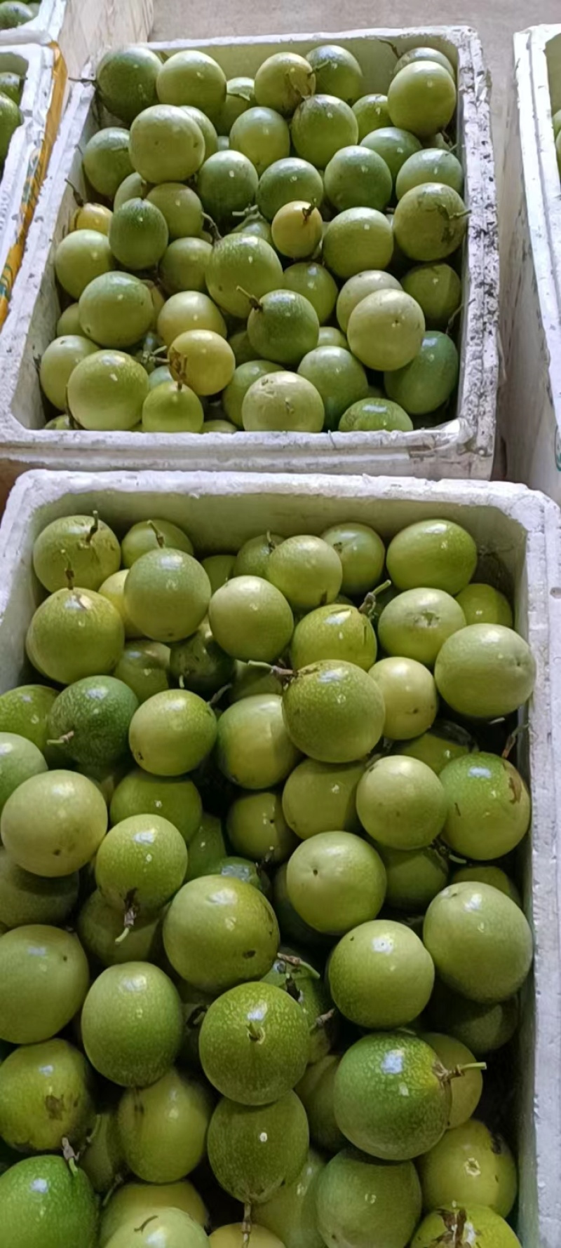 黄金百香果