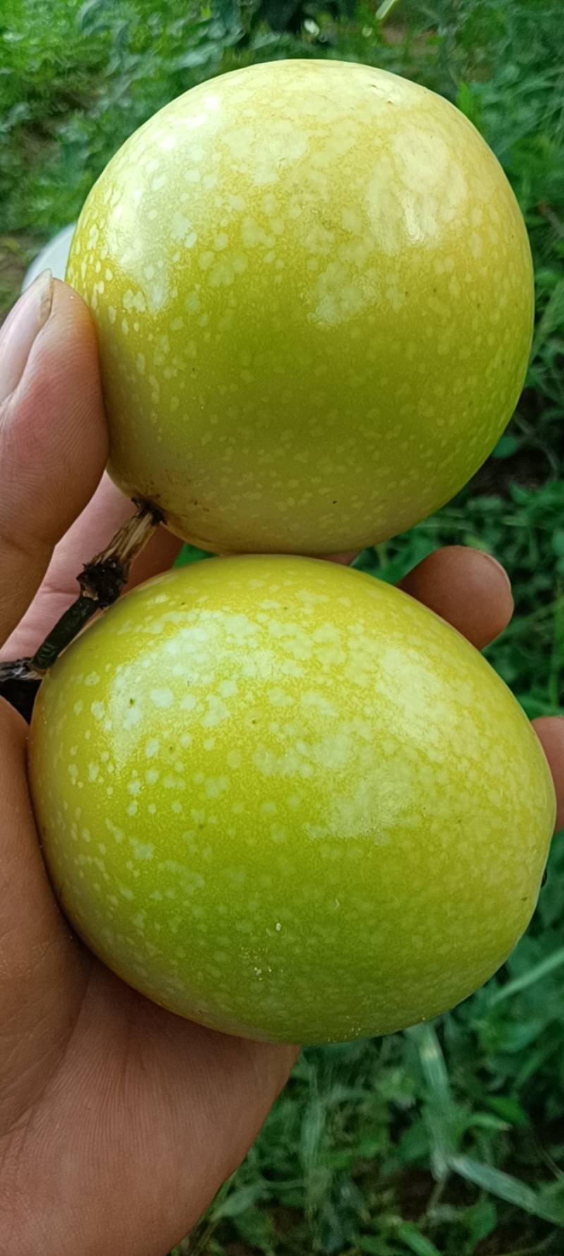 黄金百香果