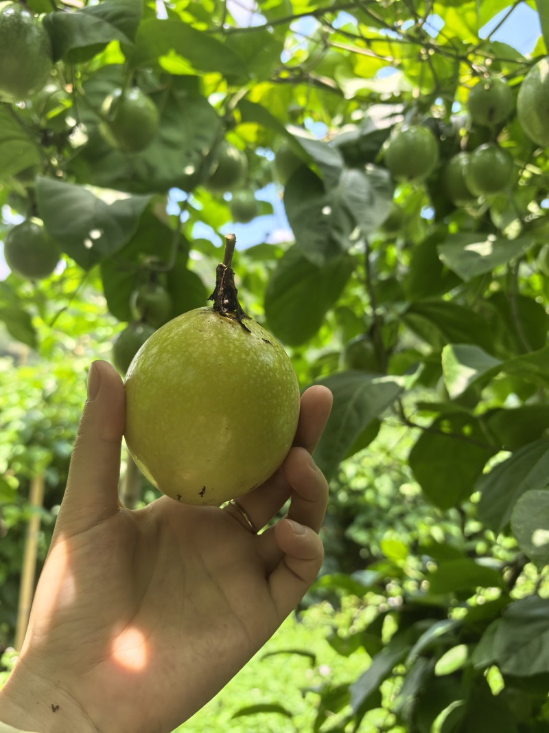 黄金百香果