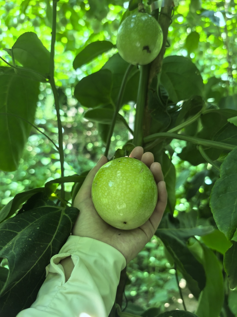 黄金百香果