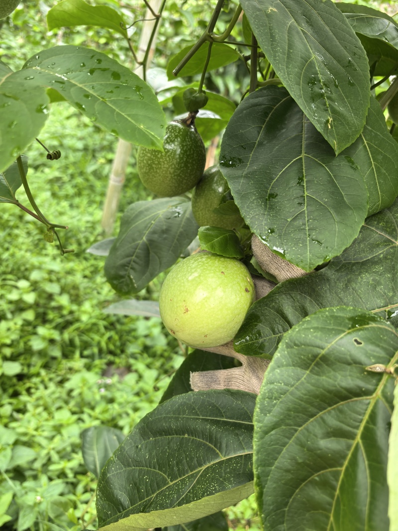 黄金百香果
