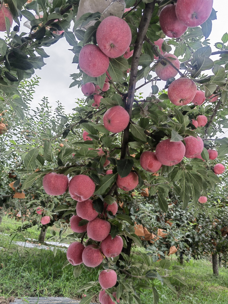 中卫市沙波头富硒苹果