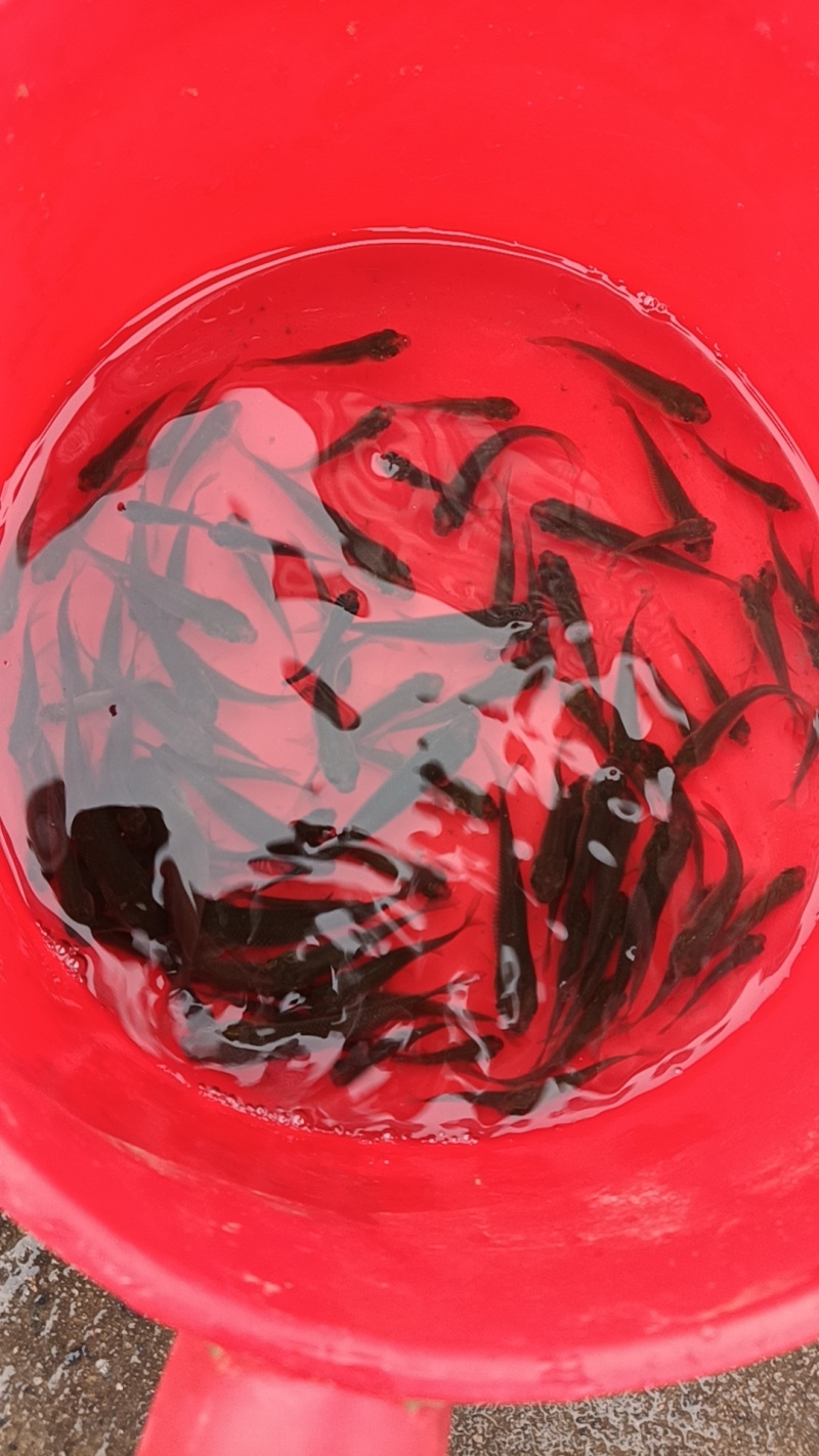 湖北各类淡水鱼苗