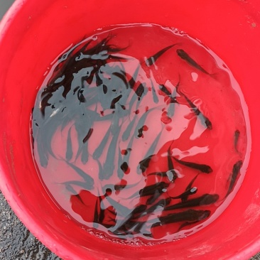 湖北各类淡水鱼苗