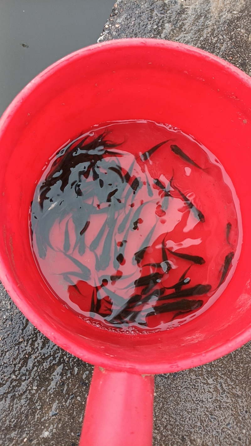 湖北各类淡水鱼苗