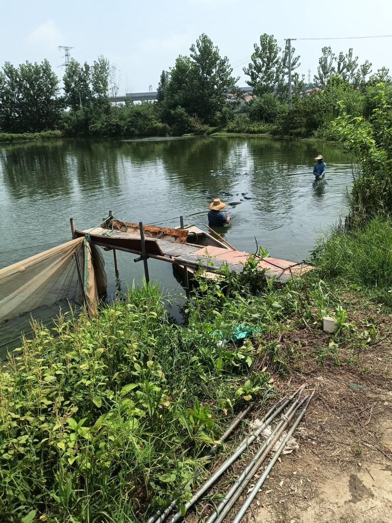 湖北各类淡水鱼苗