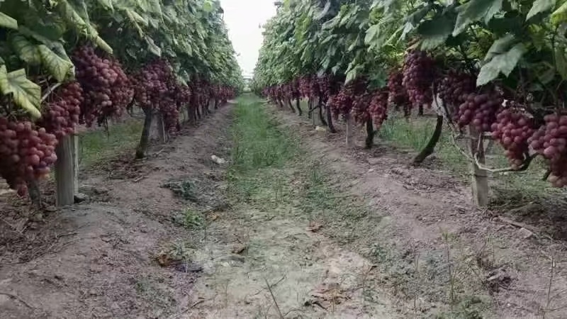 资源红提大量上市啦