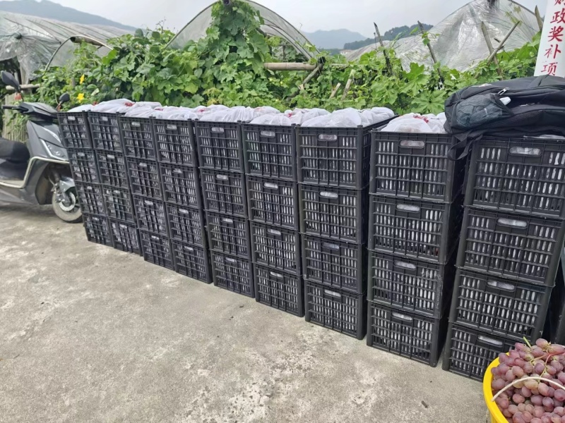 资源红提大量上市啦
