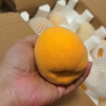 汤溪黄桃