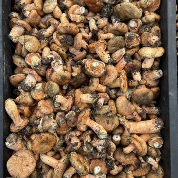 青海祁连山高海拔野生菌