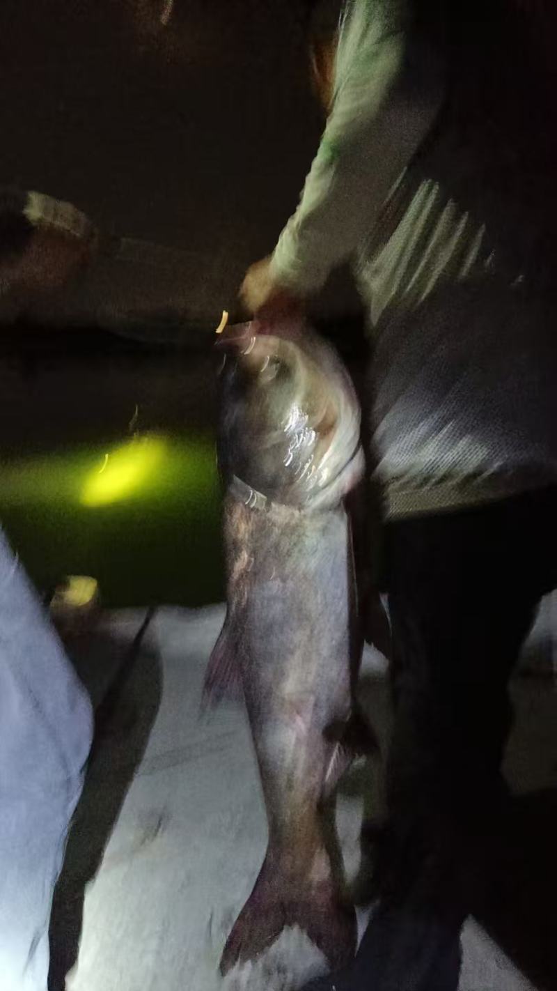 鲢鳙鱼