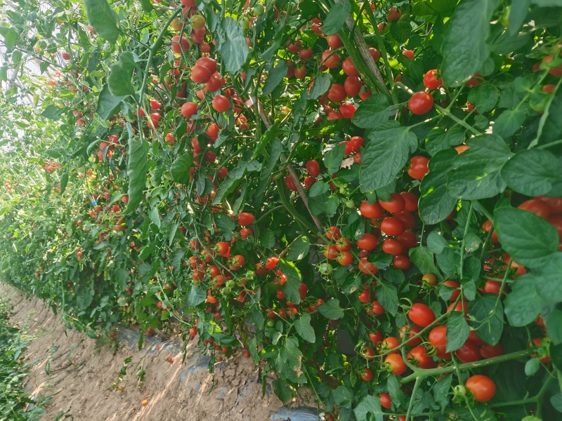 产地直发精品圣女果，可代发，可批发，品质美丽，人可靠！