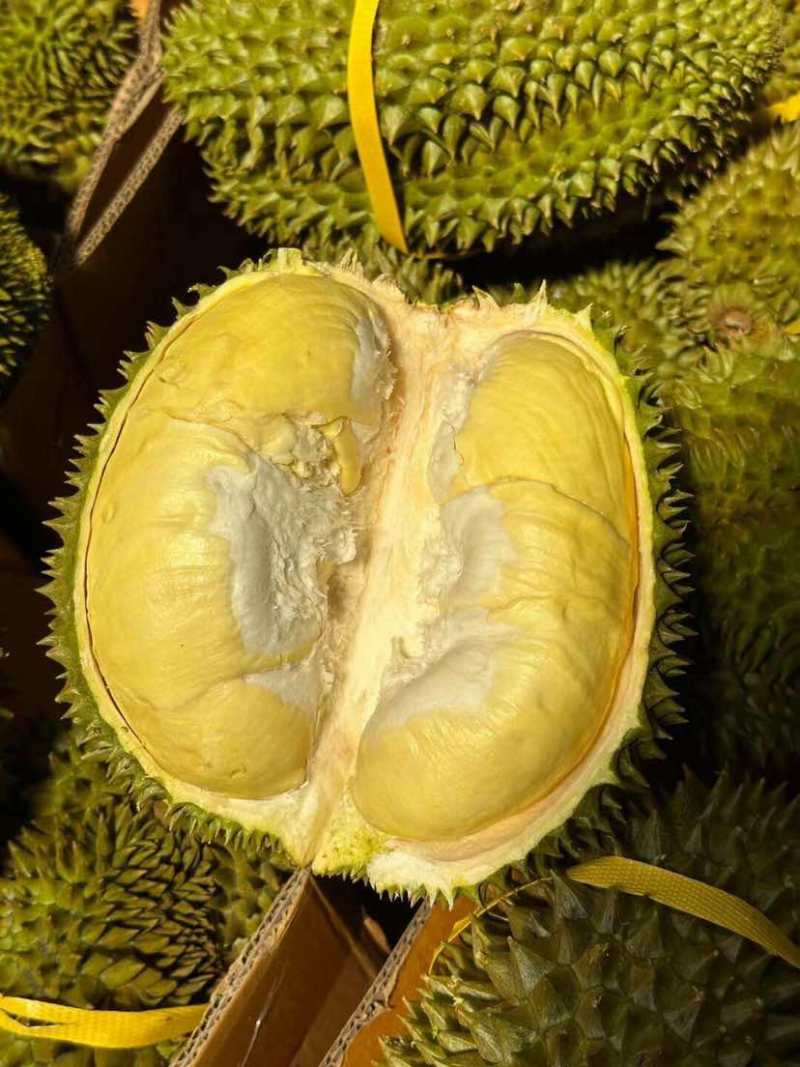 树熟金枕榴莲大小规格齐全