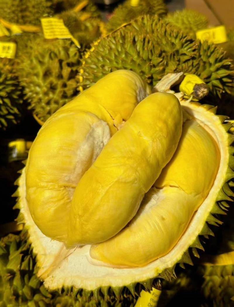 树熟金枕榴莲大小规格齐全