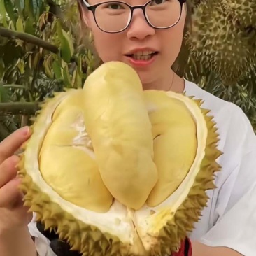 树熟金枕榴莲大小规格齐全