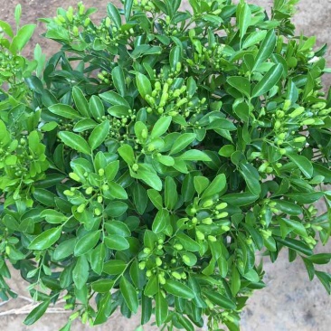 九里香各种规格，大量有货基地直发。