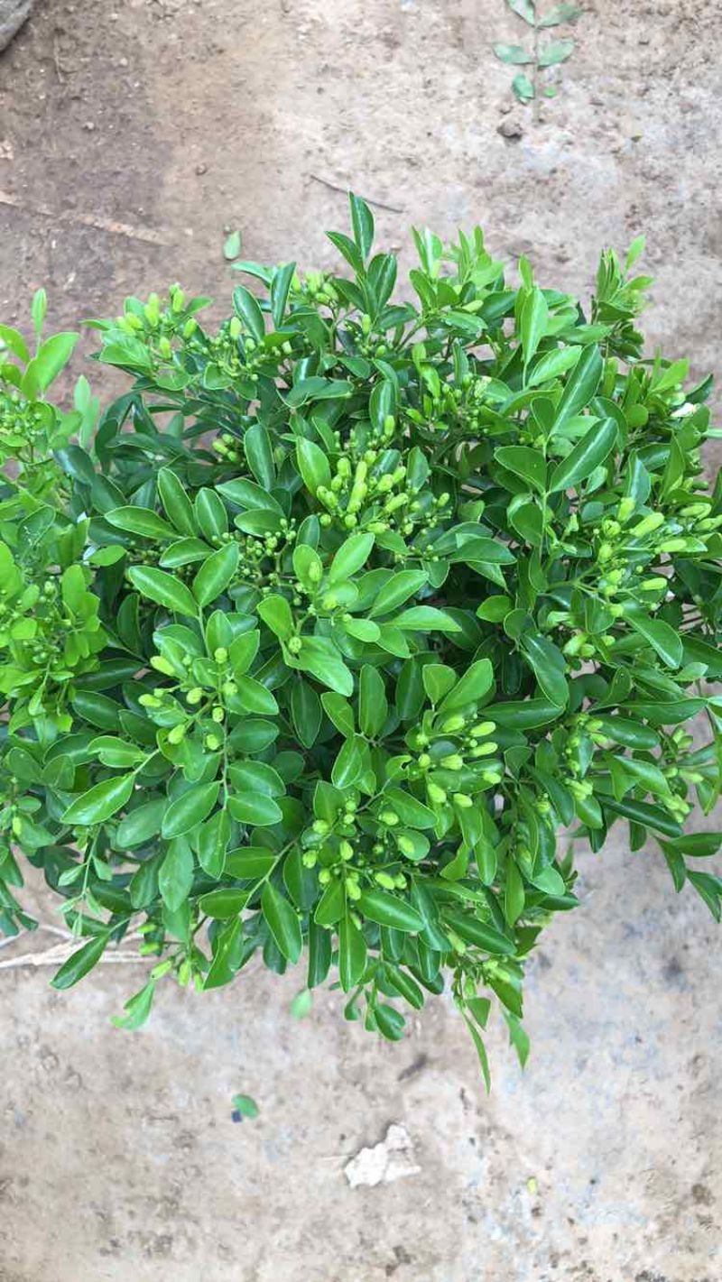 九里香各种规格，大量有货基地直发。