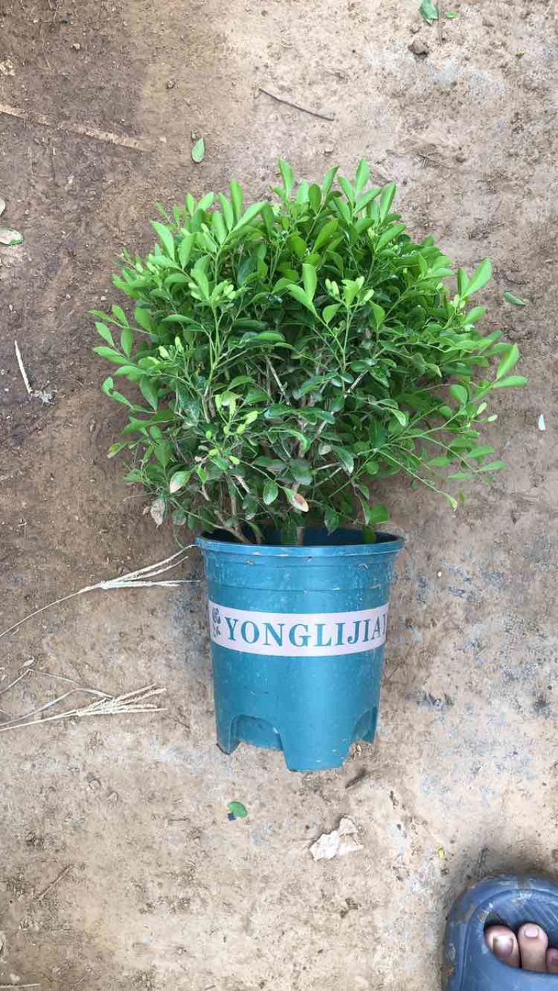 九里香各种规格，大量有货基地直发。