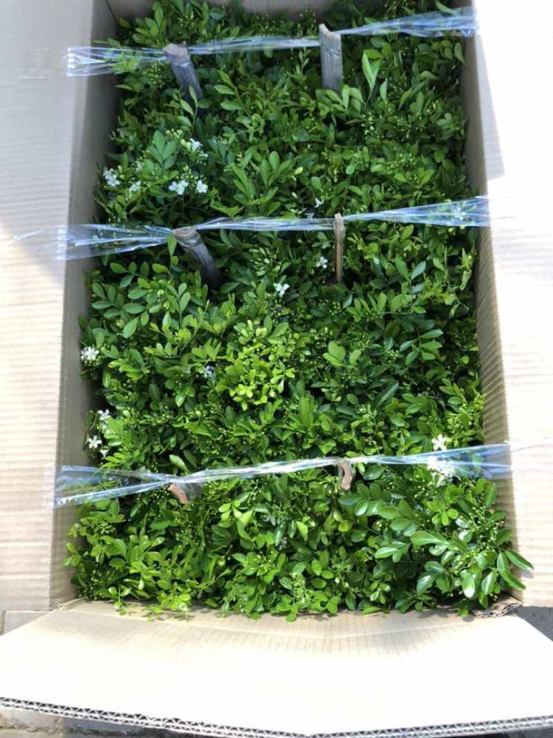 九里香各种规格，大量有货基地直发。
