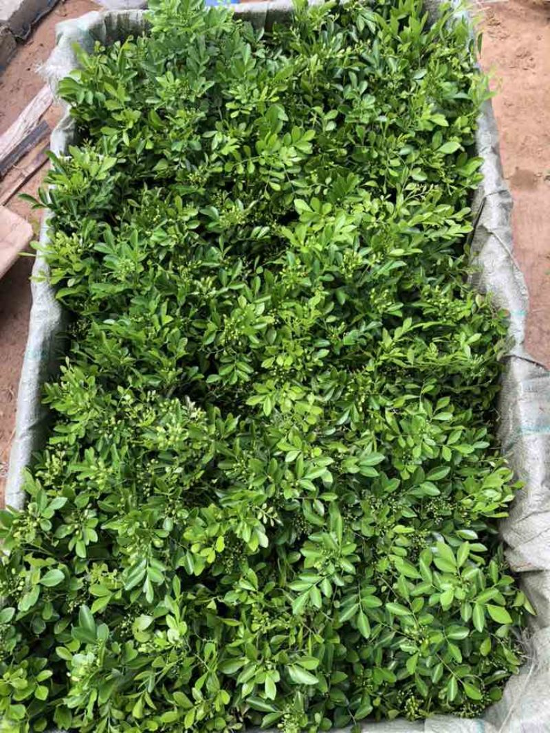 九里香各种规格，大量有货基地直发。