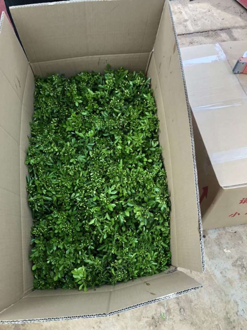 九里香各种规格，大量有货基地直发。