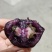 墨明珠(花青子)，花青素满满