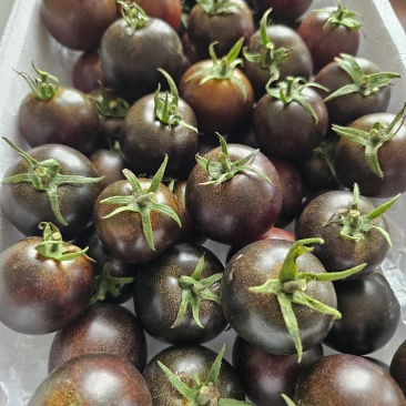 墨明珠(花青子)，花青素满满