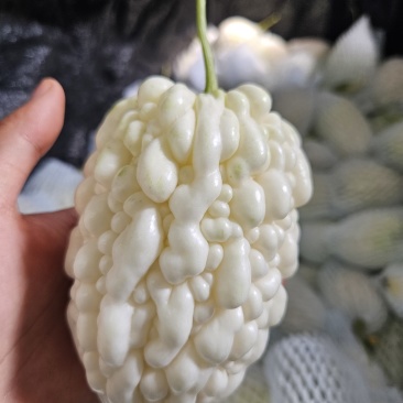 苹果苦瓜