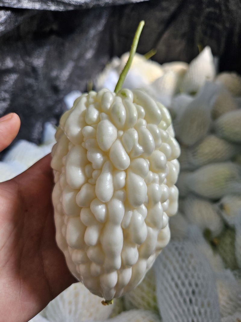 苹果苦瓜