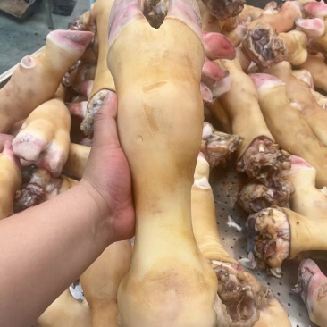 火烧去毛牛蹄