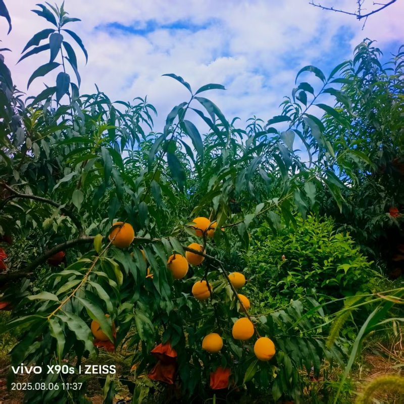 高山景秀黄桃，果树种植在大山里，光照充足，使用有利肥！