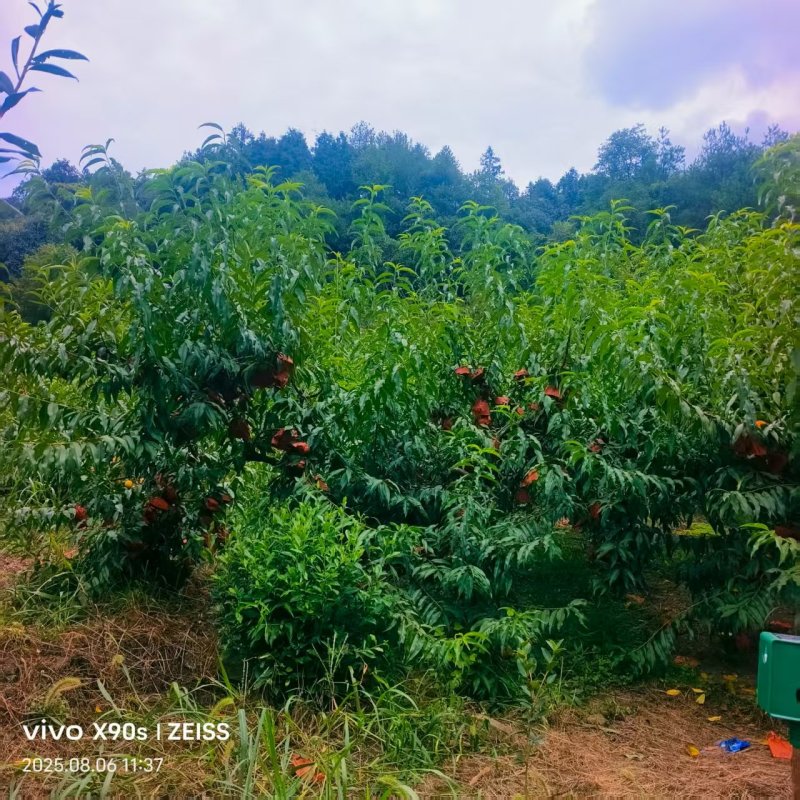 高山景秀黄桃，果树种植在大山里，光照充足，使用有利肥！