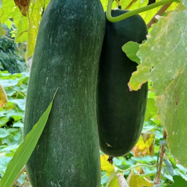 冬瓜