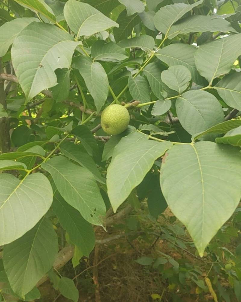 青皮核桃