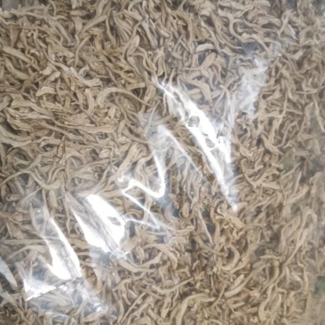 自己种植北花一号金银花量大质优价格优惠欢迎各大老板采购